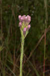 Bristleleaf chaffhead